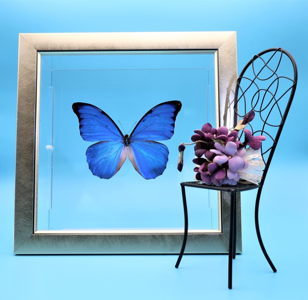 モルフォ蝶 羽絵 蝶 ブルー ブラジル から 蝶（アキレナモルフォ