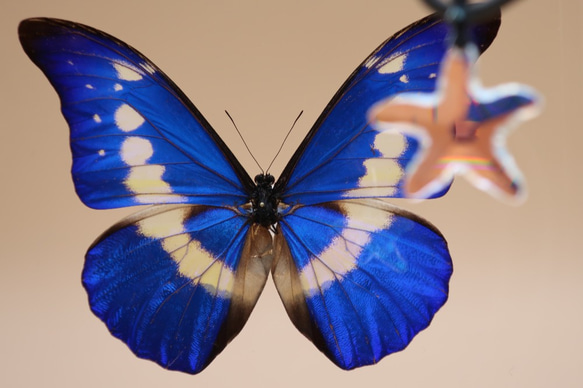 クリスマスの星　◆ヘレナモルフォ◆　ライトフレーム　蝶の標本 2枚目の画像