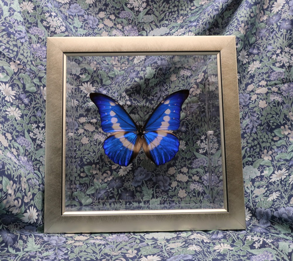クリスマスの星　◆ヘレナモルフォ◆　ライトフレーム　蝶の標本 4枚目の画像