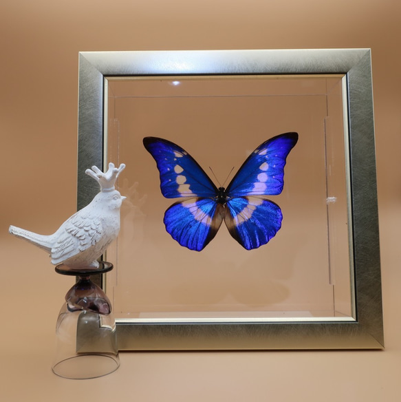 クリスマスの星　◆ヘレナモルフォ◆　ライトフレーム　蝶の標本 5枚目の画像