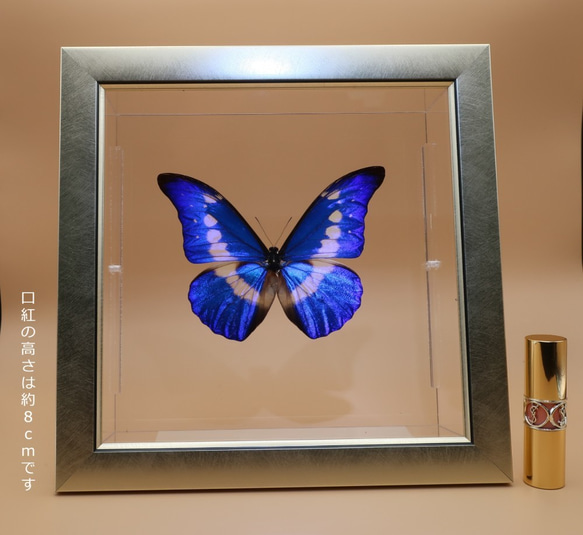クリスマスの星　◆ヘレナモルフォ◆　ライトフレーム　蝶の標本 8枚目の画像