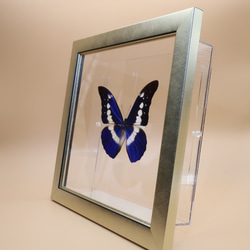 クリスマスの星　◆ヘレナモルフォ◆　ライトフレーム　蝶の標本 9枚目の画像