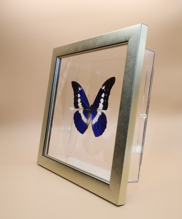 クリスマスの星　◆ヘレナモルフォ◆　ライトフレーム　蝶の標本 9枚目の画像