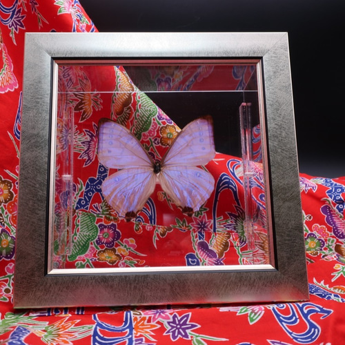 真珠の香り ◇スルコウスキーモルフォ◇ ライトフレーム 蝶の標本
