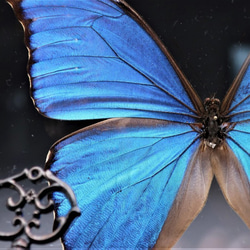 管理人  ◆ディディウスモルフォ◆　ライトフレーム　蝶の標本 2枚目の画像