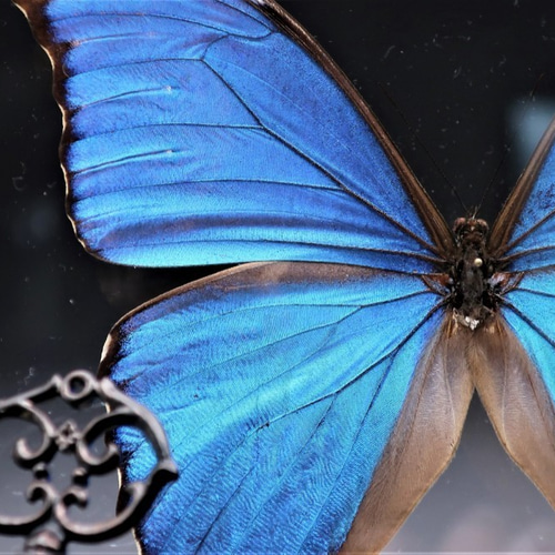 管理人 ◇ディディウスモルフォ◇ ライトフレーム 蝶の標本 その他