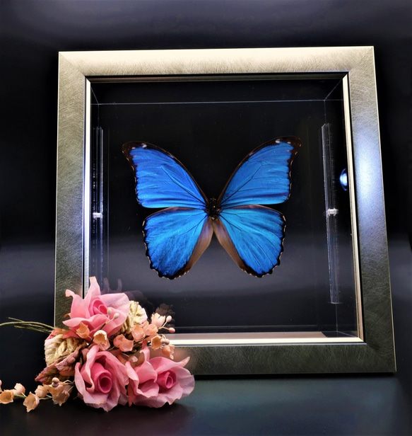 管理人  ◆ディディウスモルフォ◆　ライトフレーム　蝶の標本 3枚目の画像