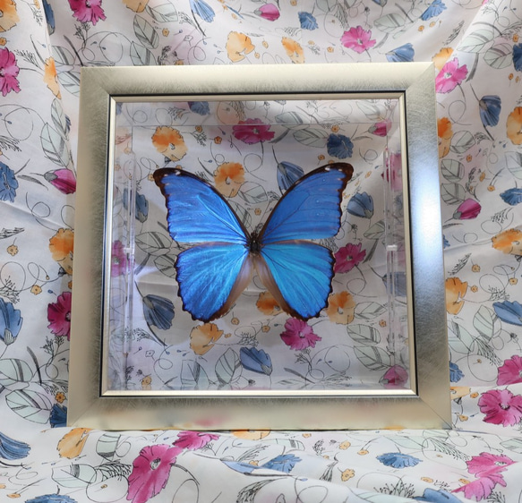 管理人  ◆ディディウスモルフォ◆　ライトフレーム　蝶の標本 4枚目の画像