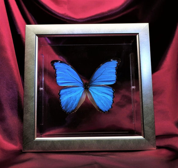 管理人  ◆ディディウスモルフォ◆　ライトフレーム　蝶の標本 6枚目の画像