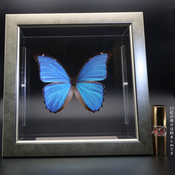 管理人  ◆ディディウスモルフォ◆　ライトフレーム　蝶の標本 8枚目の画像