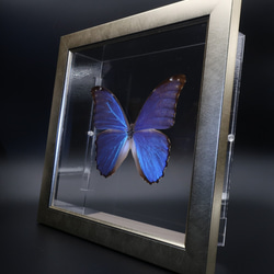 管理人  ◆ディディウスモルフォ◆　ライトフレーム　蝶の標本 9枚目の画像