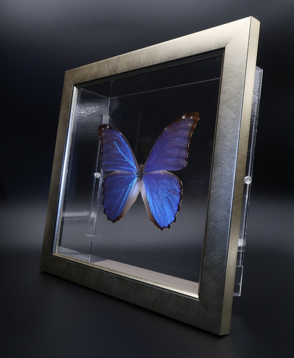 管理人  ◆ディディウスモルフォ◆　ライトフレーム　蝶の標本 9枚目の画像