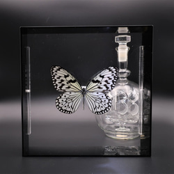 南国の貴婦人　◆オオゴマダラ◆　アクリルフレーム　蝶の標本　 3枚目の画像