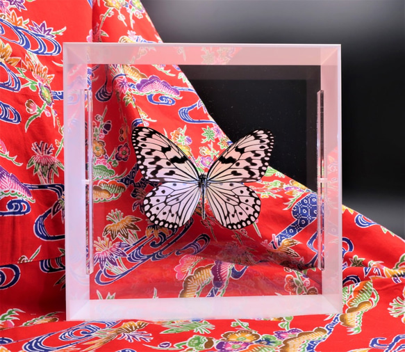 南国の貴婦人　◆オオゴマダラ◆　アクリルフレーム　蝶の標本　 4枚目の画像