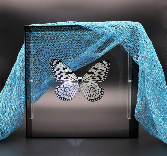 南国の貴婦人　◆オオゴマダラ◆　アクリルフレーム　蝶の標本　 5枚目の画像