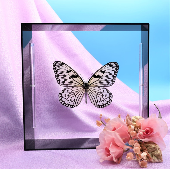 南国の貴婦人　◆オオゴマダラ◆　アクリルフレーム　蝶の標本　 6枚目の画像