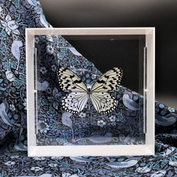 南国の貴婦人　◆オオゴマダラ◆　アクリルフレーム　蝶の標本　 7枚目の画像