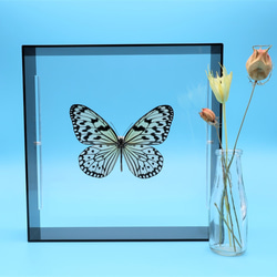 南国の貴婦人　◆オオゴマダラ◆　アクリルフレーム　蝶の標本　 8枚目の画像