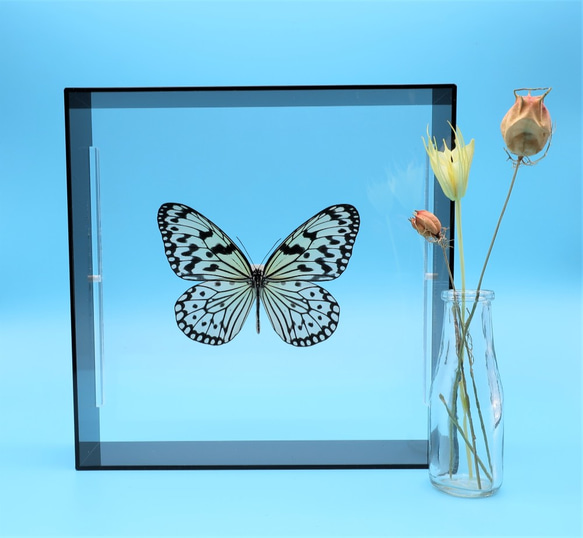 南国の貴婦人　◆オオゴマダラ◆　アクリルフレーム　蝶の標本　 8枚目の画像