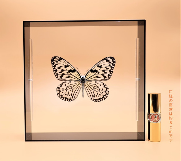 南国の貴婦人　◆オオゴマダラ◆　アクリルフレーム　蝶の標本　 9枚目の画像