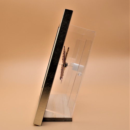 鏡よ、鏡 ◇オーロラモルフォ◇ 蝶の標本 ライトフレーム その他アート