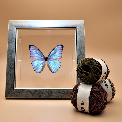 鏡よ、鏡 ◇オーロラモルフォ◇ 蝶の標本 ライトフレーム その他アート