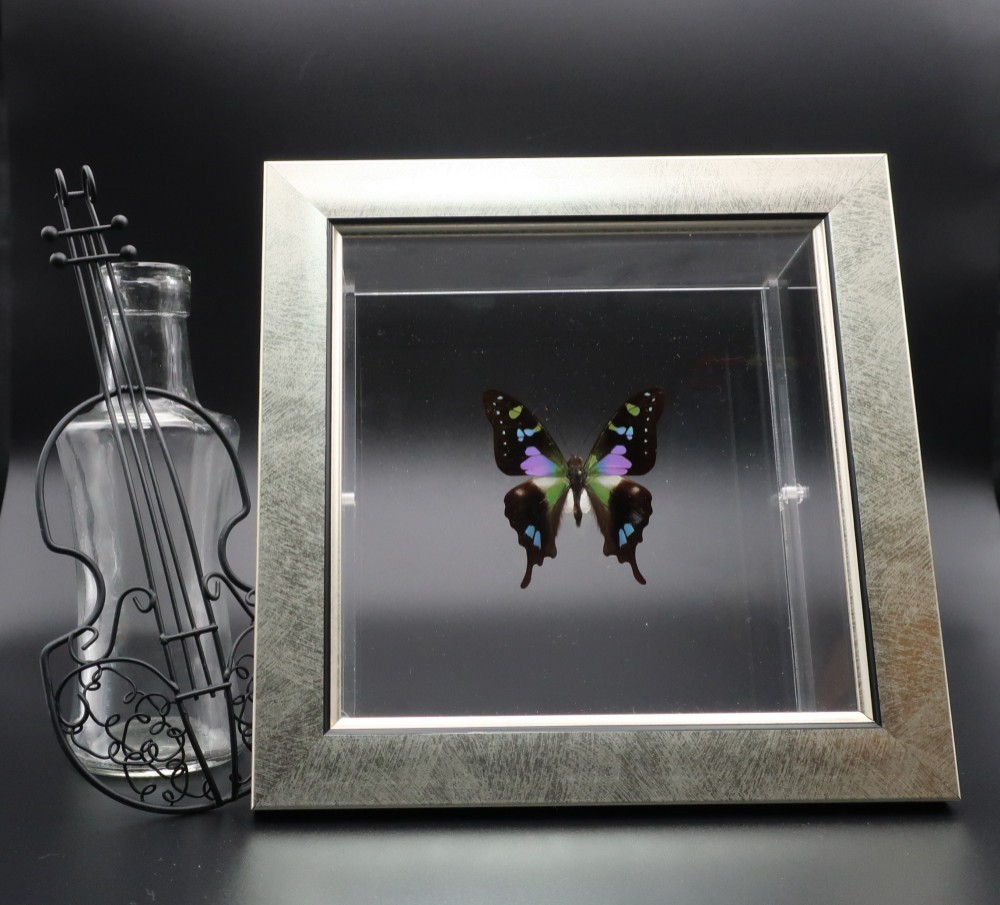 三色音  ◆ミイロタイマイ◆　ライトフレーム　蝶の標本 8,351円