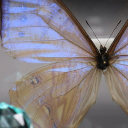 真珠の香り　◆スルコウスキーモルフォ◆　アクリルフレーム　蝶の標本 2枚目の画像