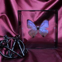 真珠の香り　◆スルコウスキーモルフォ◆　アクリルフレーム　蝶の標本 5枚目の画像