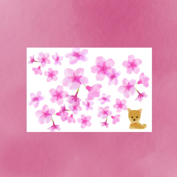柴犬と桜 ポストカード３枚セット 春のおたより 送料無料 2枚目の画像