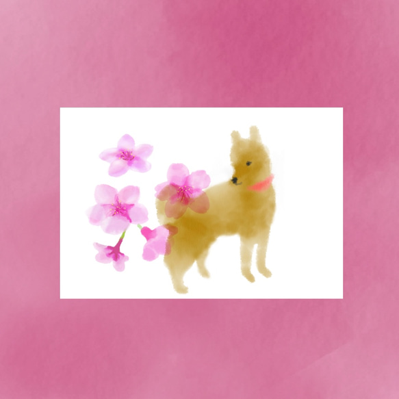 柴犬と桜 ポストカード3枚セット 春のおたより 送料無料