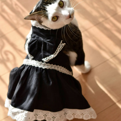 猫服・アクセサリー 82g so-126_model01.jpg