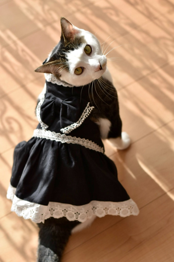 猫服（犬服） 黒ロリータ風 ペット服・アクセサリー 桜風堂 通販
