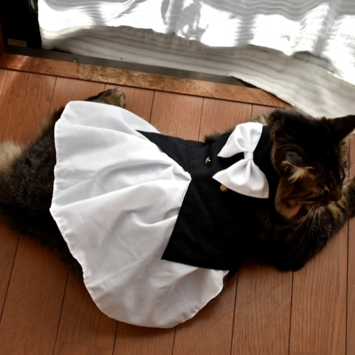 たぬき 希少 猫服（犬服）燕尾服風 ペット服・アクセサリー 桜風堂 通販 猫服・アクセサリー