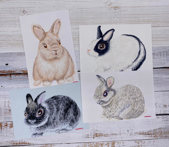 うさぎのデッサンシリーズ ポストカード4枚セット ポストカード  