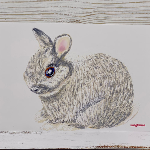 うさぎのデッサンシリーズ ポストカード4枚セット ポストカード  