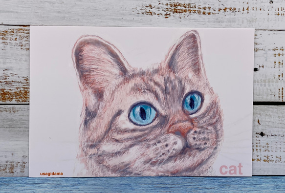 猫のポストカード　デッサン　お顔ドアップ　同柄ポストカード4枚セット 1枚目の画像