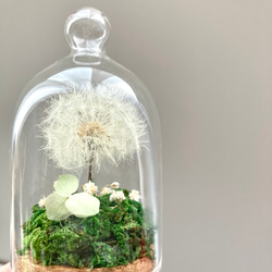 たんぽぽ綿毛のボトルフラワー（オレガノ）✳︎わたげのドライフラワー