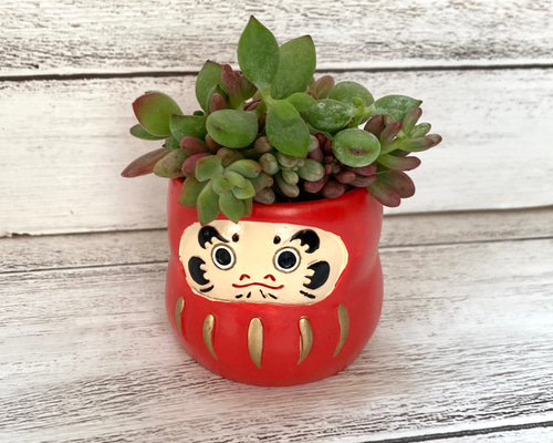 ・:*速達付き多肉植物そのまま飾れる・:*お正月.縁起物.お年賀 速達付き多肉植物そのまま飾れる・:*お正月.縁起物.お年賀 速達付き