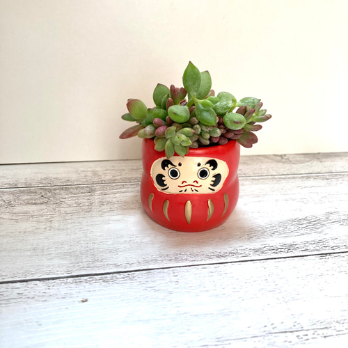 縁起の良い多肉植物の寄せ植えポット【だるま】そのまま飾れるかわいい 