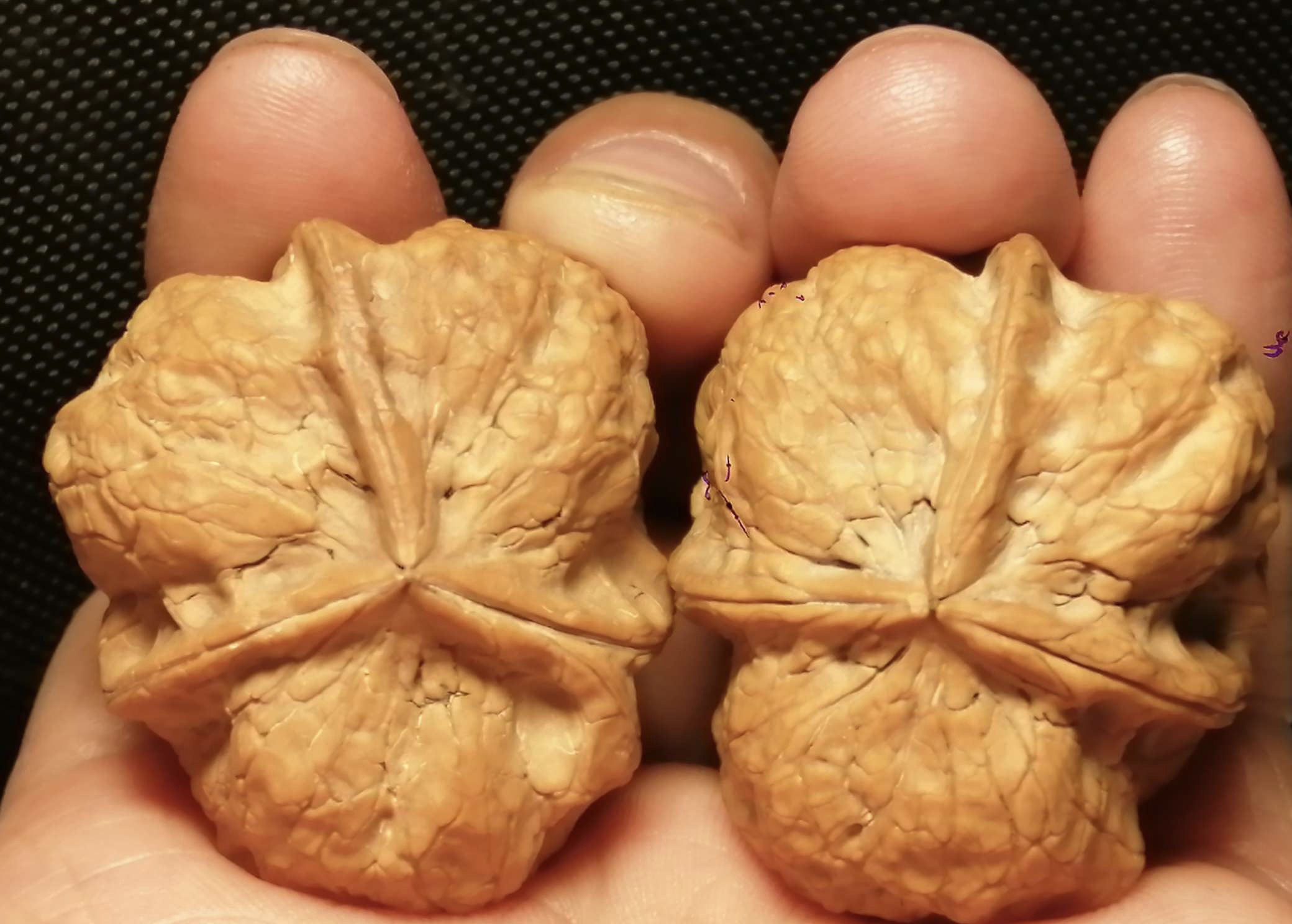 蛤蟆头（三角蛙4） 文玩クルミ胡桃 Amazon | 文玩屋 遊び胡桃A0033 形揃いの極品 大腹 大耳 丸め