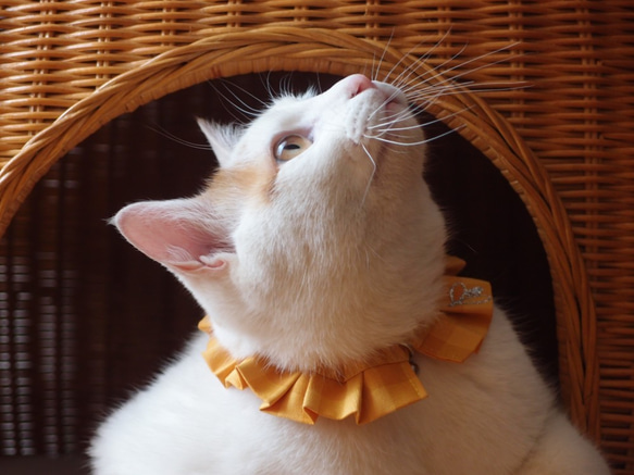 エシカルファッション『オシャ猫ラッフルカラー』イエロー 2枚目の画像