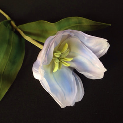 Watering tulip 3枚目の画像