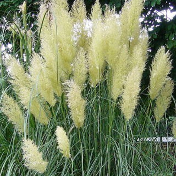 パンパスグラス　大型苗 パンパスグラス 大型苗