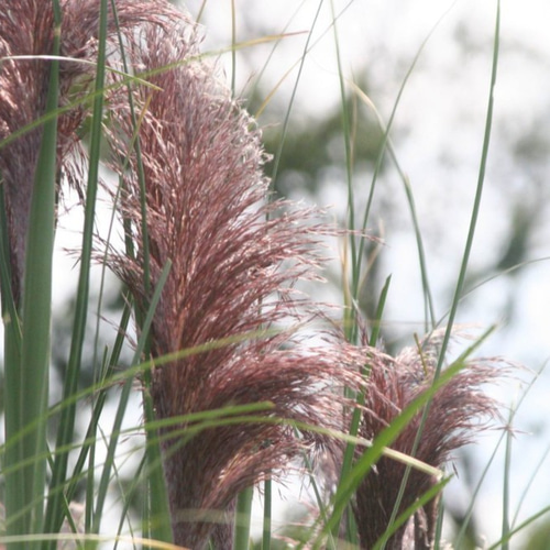 パンパスグラス　大型苗 パンパスグラス 大型苗
