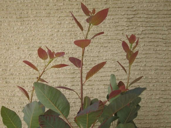 スモークツリー　グレース　花穂が多く付きます　カラーリーフ　ポリポット発送　耐寒性低木 1枚目の画像