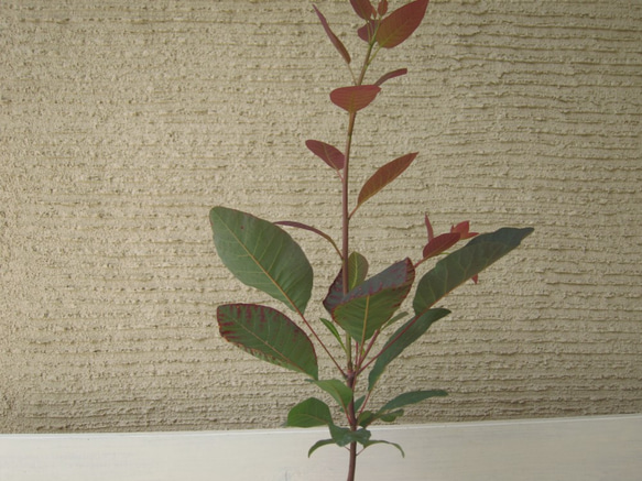 スモークツリー　グレース　花穂が多く付きます　カラーリーフ　ポリポット発送　耐寒性低木 4枚目の画像