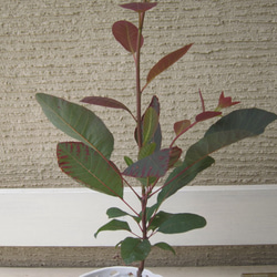 スモークツリー　グレース　花穂が多く付きます　カラーリーフ　ポリポット発送　耐寒性低木 5枚目の画像