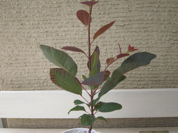 スモークツリー　グレース　花穂が多く付きます　カラーリーフ　ポリポット発送　耐寒性低木 5枚目の画像