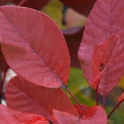 スモークツリー　グレース　花穂が多く付きます　カラーリーフ　ポリポット発送　耐寒性低木 8枚目の画像